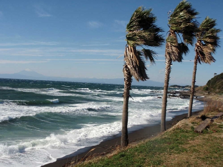 20081119 昼間1.JPG